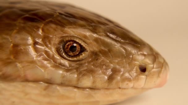 European Glass Lizard Isolated White Background Legless Lizard Pseudopus Apodus — Wideo stockowe