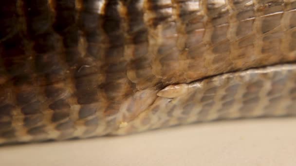 European Glass Lizard Pseudopus Apodus Area End Abdomen Beginning Tail — Stock Video