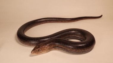 European glass lizard isolated on a white background. Not snake. Legless lizard (Pseudopus apodus). Reptile. Exotic veterinarian, wildlife vet. Veterinary medicine. Reptiles, wild animals, animal