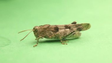 Grasshopper isolated on a green background. Grasshopper moves with a slight vibration as camouflage. Entomology, insect in the studio. Beautiful bug, bugs. Insects, animals. Wild nature, wildlife