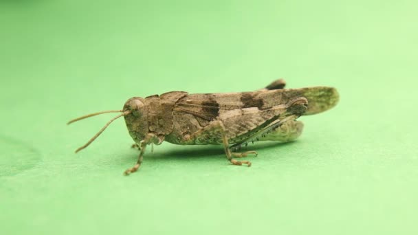 Grasshopper Isolated Green Background Grasshopper Moves Slight Vibration Camouflage Entomology — Vídeo de Stock