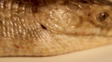 European glass lizard is characterized by ears. Legless lizard (Pseudopus apodus) isolated on white background. Not snake. Exotic veterinarian, wildlife vet. Reptile, Reptiles, wild animals, animal