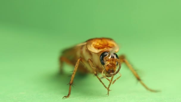 Van Dichtbij Kakkerlak Gezicht Gladde Kakkerlak Reinigt Zichzelf Mannelijke Cockroach — Stockvideo