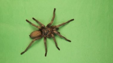 Tarantula yürüyor, örümcek yeşil zeminde. Dişi vahşi tarantula izole edildi. Kapalı mikro canavarlar, örümcekler. Böcekler, böcekler, böcekler.