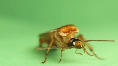 Hamamböceği suratlı. Pürüzsüz hamamböceği kendini temizler. Erkek hamamböceği, yeşil arka planda bacaklarını ve antenlerini dikkatlice temizler. Böcekler kendilerini temizlerler. Böcek izole edildi. Böcekler, böcekler. Hijyen