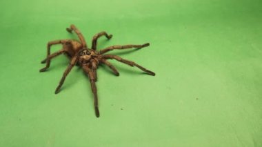 Tarantula yürüyor, örümcek yeşil arka planda. Dişi vahşi tarantula izole edildi. Yakın plan mikro canavarlar, örümcekler. Böcek, böcek, böcek, böcek. Hayvanlar, hayvanlar, vahşi yaşam, vahşi doğa. Orman, orman