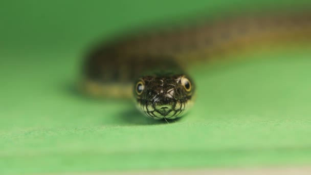 蛇の顔を閉じて孤立した ヘビは緑の背景に舌を突き出す 水蛇はユーラシアのノベンモウで コロブリダイヘビとも呼ばれます 隔離された爬虫類だ 野生動物動物 — ストック動画