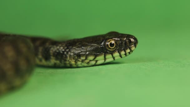 ヘビの目を閉じて顔を ヘビは緑の背景に舌を突き出す 水蛇ユーラシアNonvenomou Colubridaeです 隔離された爬虫類だ 野生の自然野生生物 — ストック動画