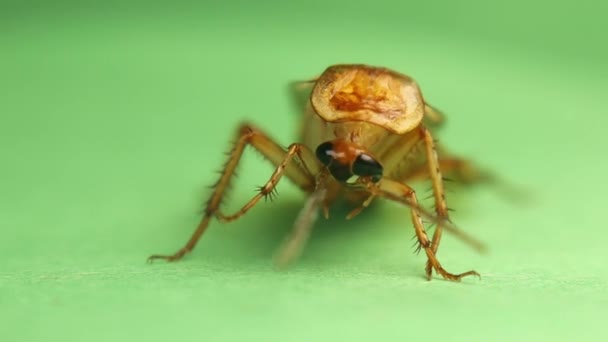 Κοντινό Πρόσωπο Κατσαρίδας Κατσαρίδα Καθαρίζεται Μόνη Της Αρσενική Κατσαρίδα Καθαρίζει — Αρχείο Βίντεο