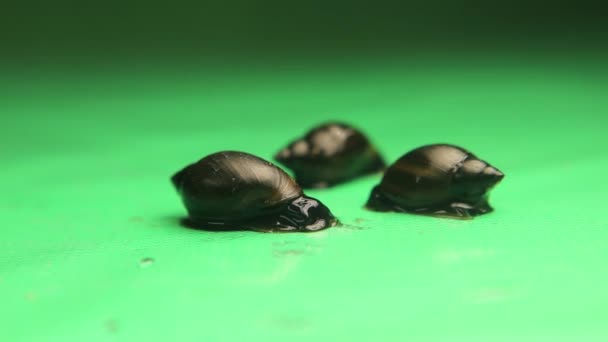 Édesvízi Csigák Zöld Háttérrel Kis Lények Élnek Egy Tóban Közel — Stock videók