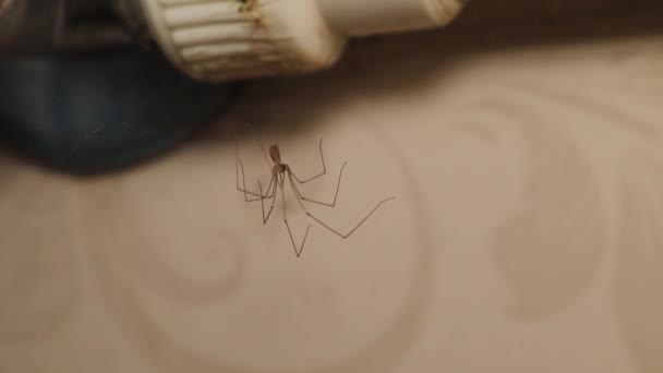 Αράχνη Κελαριού Στο Πλυσταριό Spider Έχει Χτίσει Φωλιά Του Πίσω — Αρχείο Βίντεο