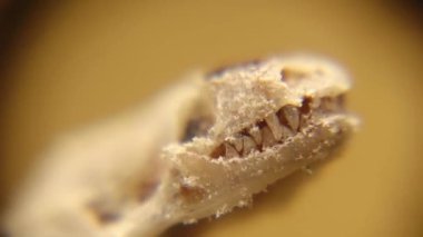 Yılan kafatası ayrıntıları, dişler. Ormandaki ölü kör yılan. Egzotik sürüngenler. Anadolu, Türk solucan kertenkelesi, solucan yılanı (Blanus strauchi) Zehirli değil.