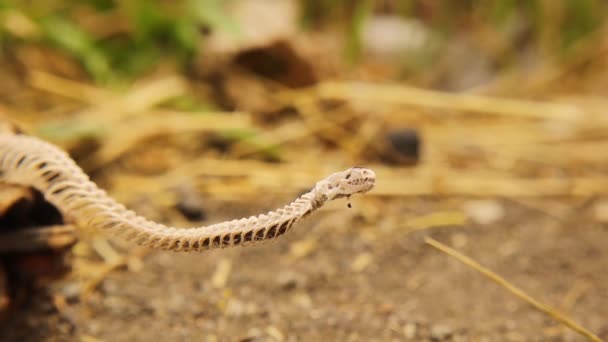 Cobra Cega Morta Floresta Detalhe Esqueleto Serpente Crânio Coluna Vertebral — Vídeo de Stock