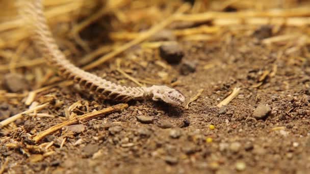 森の中で死んだヘビ ヘビの骨格の詳細 頭蓋骨 肋骨と尾 エキゾチックな爬虫類 アナトリア語 トルコ語のワーム リザード ワーム スネーク — ストック動画