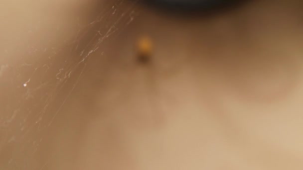 Αράχνη Κελαριού Στο Πλυσταριό Spider Έχει Χτίσει Φωλιά Του Πίσω — Αρχείο Βίντεο