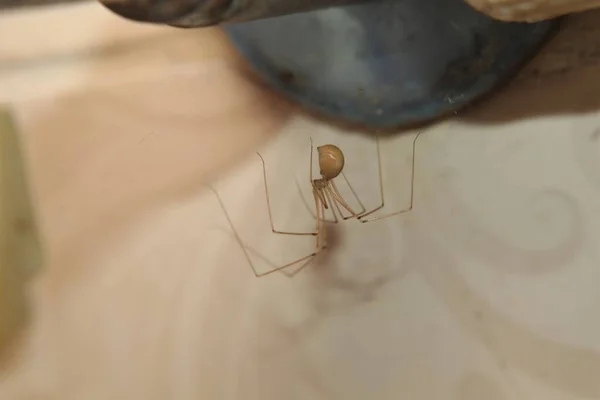 Aranha Estelar Sala Lavanderia Aranha Construiu Seu Ninho Atrás Máquina — Fotografia de Stock