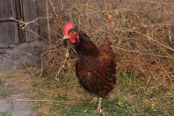 Pollo Alimentándose Patio Una Casa Campo Gallina Deambula Libremente Sobre —  Fotos de Stock