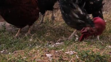 Plastik topaklar yiyen tavuklar (polistiren mantar taneleri). Çevresel Kirlilik Hayvanlara Karşı. Çiftlik hayvanı, kuşlar. Arka bahçe Vahşi Yaşam, Şehir