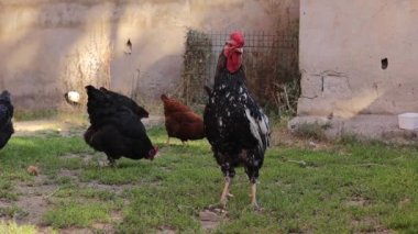 Horoz ve tavukları bir kır evinin bahçesinde besleniyor. Tavuk sürüsü bahçedeki çimenlerde özgürce dolaşır. Kümes hayvanları çiftliği. Tavuk çiftliğinde tavuk. Organik yaşam. Sağlıklı yiyecekler. Doğal.
