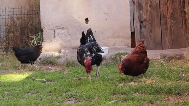 Rooster His Chickens Feeding Yard Country House Flock Chickens Roam — Stock Video