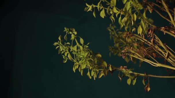 三番目の植物は枯れてしまう 迅速なビデオ撮影で ブッシュバジル の動き 乾期に水が不足しています 庭の植物 植物や生物のための水の重要性の概念 — ストック動画