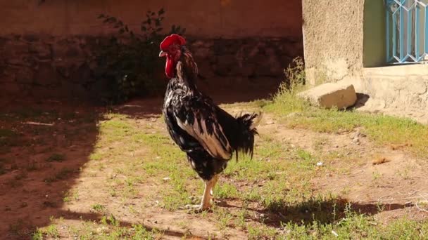 Rooster Dumps His Poop Backyard Country House Bird Excrement Manure — Stock Video