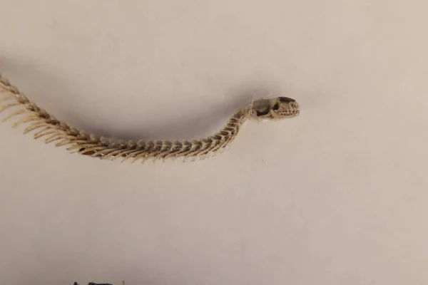 Serpiente Ciega Muerta Aislada Sobre Fondo Blanco Detalle Del Esqueleto — Foto de Stock