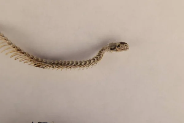 Serpente Cieco Morto Isolato Sfondo Bianco Dettaglio Scheletro Cranio Colonna — Foto Stock