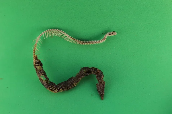 Dead blind snake isolated on green background. Skeleton detail, Skull, spine, ribs and tail. Exotic reptile. Anatolian, Turkish Worm Lizard, worm snake (Blanus strauchi) Non venomous. Dead animal