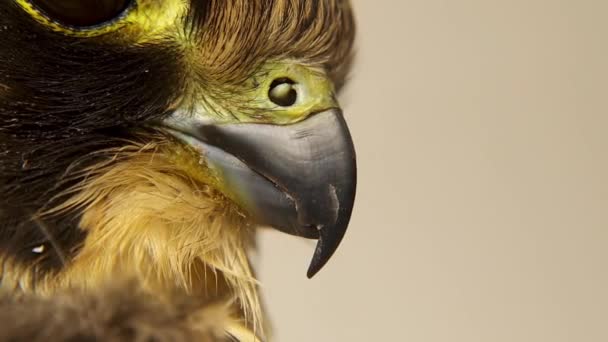 Falcon Closeup Sharp Beak Tubercles Tubercles Little Bones Nostrils Job — Stock Video