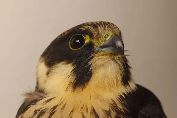 Zbliżenie Portretu Sokolnika Eurazjatyckie Hobby Podrodzaj Hypotriorchis Saker Saqr Falcon — Zdjęcie stockowe