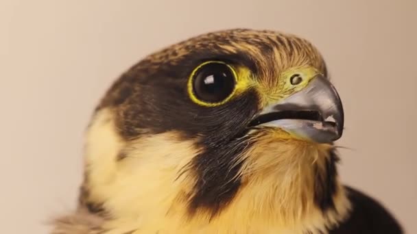Zbliżenie Portretu Sokolnika Eurazjatyckie Hobby Podrodzaj Hypotriorchis Saker Saqr Falcon — Wideo stockowe