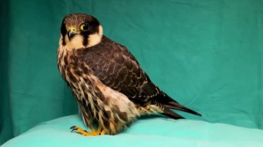 Falcon yeşil arka planda izole edildi. Avrasya hobisi (Hypotriorchis). Saker (Saqr) şahini (Falco). Şahin ya da şahinleri tutmak ve onlarla Orta Doğu 'da yarışmak
