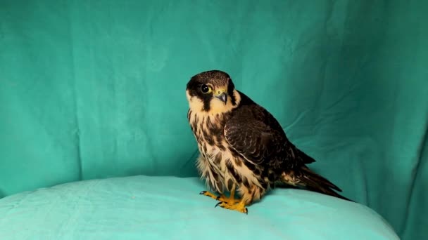Falcon Aislado Sobre Fondo Verde Pasatiempo Eurasiático Subgénero Hypotriorchis Halcón — Vídeo de stock