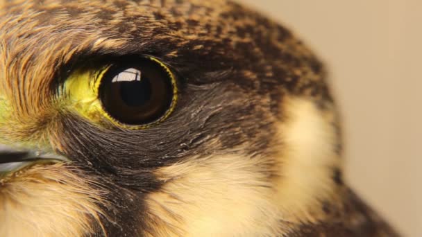 Olho Falcão Perto Hobby Eurasiano Subgênero Hypotriorchis Nota Que Aves — Vídeo de Stock