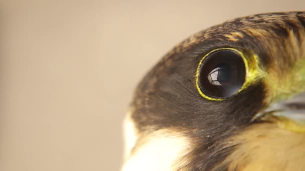 Olho Falcão Perto Hobby Eurasiano Subgênero Hypotriorchis Nota Que Aves — Vídeo de Stock