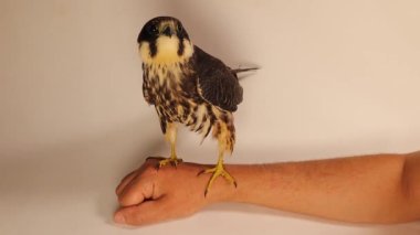 Avrasya hobisi. Şahin, insan derisindeki bu pençelerin keskinliğini göstermek için eldiven giymeden bir veterinerin elinde duruyor. Ama bu şahin vahşi değil. Keskin Şahin pençeleri