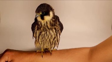 Avrasya hobisi. Şahin, insan derisindeki bu pençelerin keskinliğini göstermek için eldiven giymeden bir veterinerin elinde duruyor. Ama bu şahin vahşi değil. Keskin Şahin pençeleri