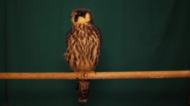 Falcon yeşil arka planda izole edildi. Tahta bir çubuğun üzerinde duran Avrasya hobisi (alt cins Hypotriorchis). Saker, saqr. Falcon, Falco, Hawk Falconry, Şahinleri muhafaza edin ve Orta Doğu 'da onlarla yarışın.