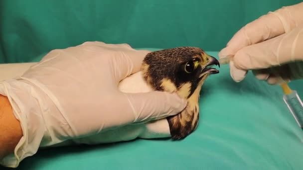 Exotický Veterinární Lékař Pije Nemocného Ptáka Tím Dodává Své Plodiny — Stock video
