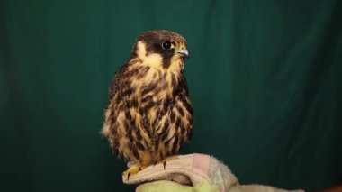 Falconer eldivenli elinde bir şahin tutuyor.Avrasya hobisi (alt cins Hipotriorchis) yeşil arka planda izole edilmiş. Saker (Saqr) (Falco). Şahin ya da şahin tutmak ve Orta Doğu 'da onlarla yarışmak