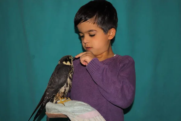 Gamin Est Heureux Avec Son Faucon Considère Comme Son Ami — Photo