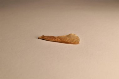 Kanatlı olgun akçaağaç tohumu beyaz arka planda izole edilmiş. Tek akçaağaç tohumu. Ayrıca helikopterler, fırıldaklar, kasırgalar veya girdaplar olarak da adlandırılır, samaralar akçaağaç ağaçları tarafından üretilen kanatlı tohumlardır. bitkiler