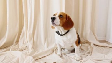 Köpek Beagle evde yerde oturuyor ve havlıyor. Mans en iyi arkadaş. Yavru köpek dinleniyor..