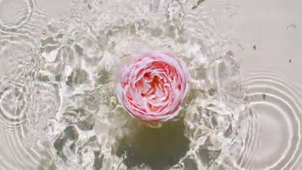 O movimento lento da rosa que cai aumentou na superfície de água e círculos divergentes de água no fundo de pastel. Salpicos de água branco, bege colorido. Água pura com reflexos luz solar e sombras. 4k — Vídeo de Stock