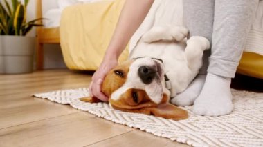 Beagle köpeğinin kadın sahibi arkada uzanıp evcil hayvanını okşuyor. Sıcak ev atmosferinin tadını çıkarıyorum. Mans en iyi arkadaş.