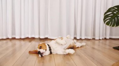 Köpek Beagle evde yerde yatıyor ve emirleri uyguluyor. Mans en iyi arkadaş. Yavru köpek dinleniyor..