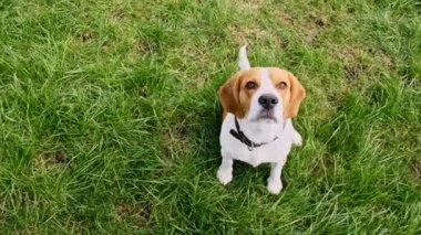Köpek Beagle yeşil bir parkta çimlerin üzerinde oturuyor ve havlıyor. Top view Köpek eğitimi. İtaat ve dostluğu kabul et. Mans en iyi arkadaş.