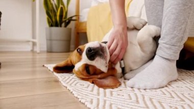 Beagle köpeğinin kadın sahibi arkada uzanıp evcil hayvanını okşuyor. Sıcak ev atmosferinin tadını çıkarıyorum. Mans en iyi arkadaş.