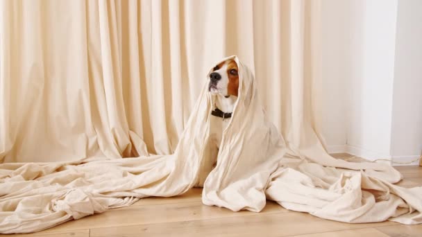 Cute cheerful Dog Beagle in ghost costume — Stock Footage Cute cheerful Dog Beagle in ghost costume Royalty Free Stock Video